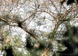 Vogel im Parc Bangr Weogo