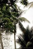 Zufallsfoto aus Kamerun