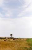 Feldarbeit am Niger