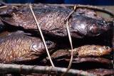 Ein Bündel geräucherte Flußfische aus dem Ubangi