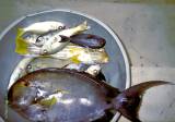 Fische, Frauen und Bier
