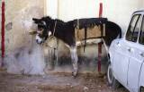 Esel in Ghardaia
