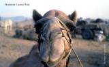 Kamel beim Camel Fair