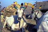 Tiermarkt in Pushkar