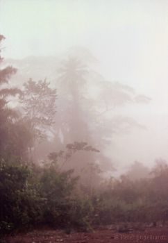 Morgenstimmung in der Urwaldlichtung