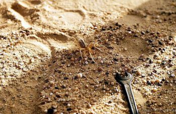 Große Spinne in der Sahara