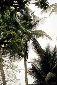 Kokosernte in einem Palmenhain in Kamerun