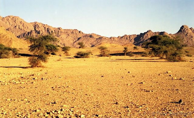 Algerien Bäume in der Wüste