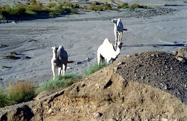 Algerien weiße Kamele in der Sahara