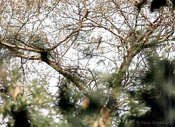 Vogel im Parc Bangr Weogo in Ouagadougou.