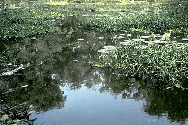 Foto eines Sumpfteiches im Naturpark Bangr Weogo bei Ouagadougou.