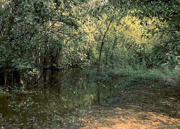 Foto des Sumpfwaldes im Im Parc Bangr Weogo.