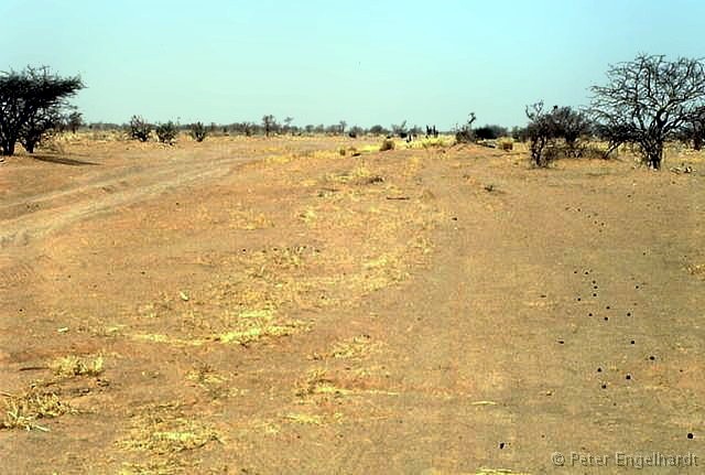Typische Piste im Sahel des Niger. Zwischen den Büschen liegen lange harte Dornen am Boden.