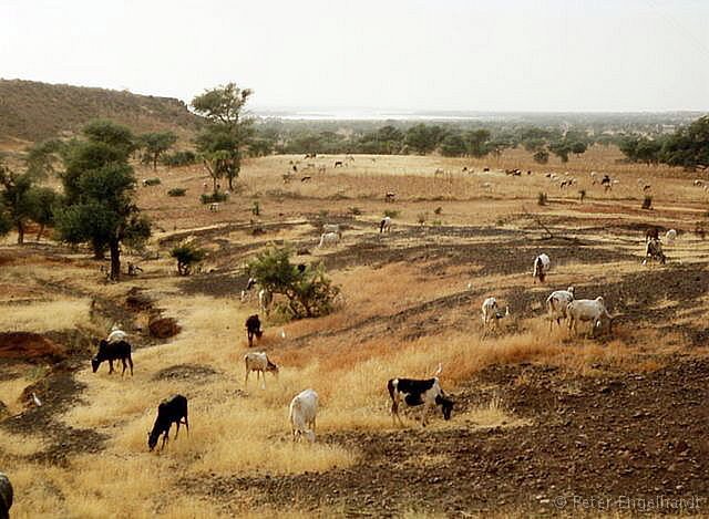 Rinderherde am Flußtal des Niger. Am schroffen Übergang von der trockenen Ebene ins feuchte Tal grasten diese Rinder mit den unvermeidlichen Kuhreihern auf ihren Rücken