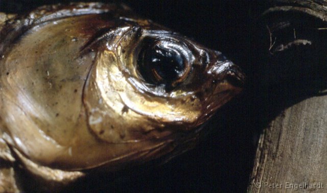 Ein geräucherter Flußfisch aus dem Ubangi als Produkt des Regenwalds, bestimmt für Brazzaville.