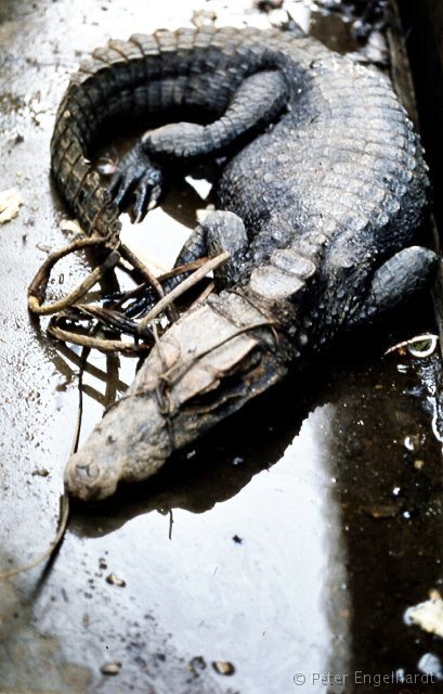 Foto eines verschnürten Krokodils, das - als Nahrungsmittel bestimmt - die Reise auf dem Ubangi nach Brazzaville kurz darauf dann im Bauch der Frachtleichter mitmachte.