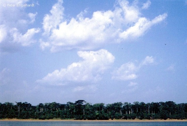 Blick vom Unterlauf auf das Ufer des Ubangi mit seinen riesigen Urwaldbäumen. Mündete der Ubangi nicht in den noch gewaltigeren Kongo, gälte er als einer der bedeutendsten Flüsse der Welt.