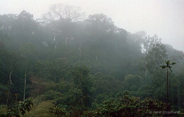 Morgenstimmung auf der mit Regenwald bedeckten Westseite der Togo-Berge