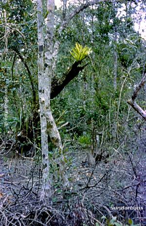 Im Mangrovenwald der Sundarbans