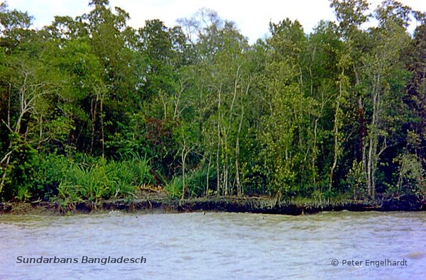Mangrovenwald in den Sundarbans