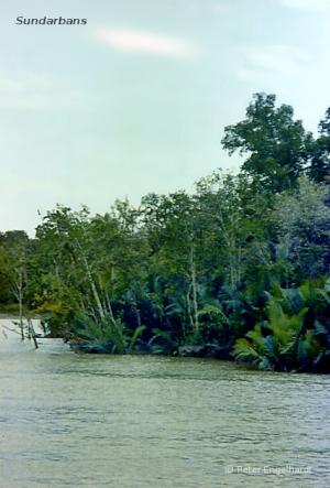 Ins Wasser gestürzte Bäume in den Sundarbans