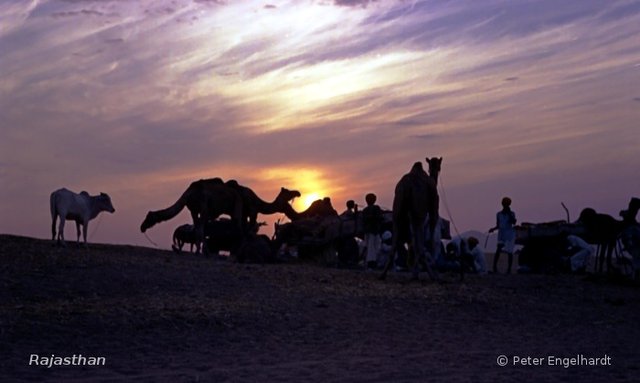Rajasthanische Bauern mit ihren Tieren vor der untergehenden Sonne während des Kartik Purnima.