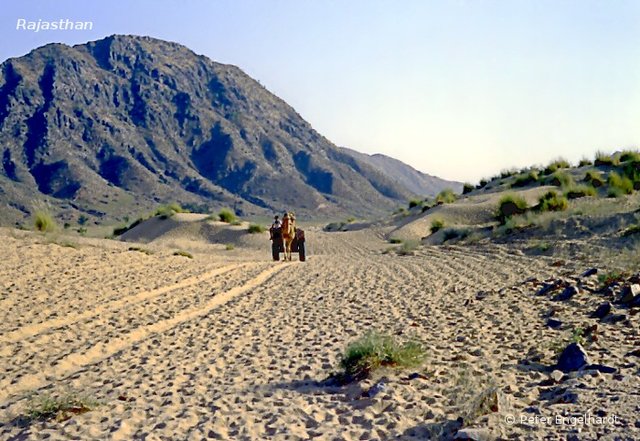 Kamel zieht einen rajasthanischen schweren Bauernkarren auf einem sandigen Weg durch die Steppe bei Pushkar.