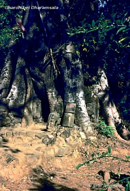 Ein fast völlig von einem Baum überwachsenes Tempelchen in dem Dorf Gharoh bei Dharamsala