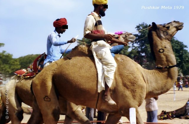 Kamelreiter während des Kartik Purnima in Pushkar 1979.