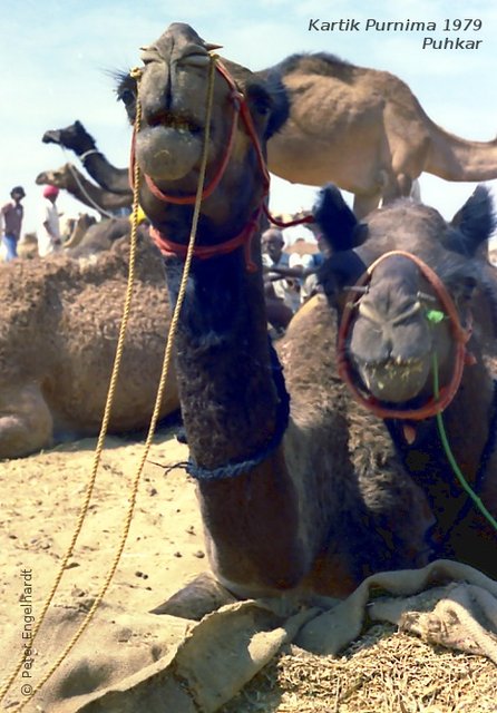 Zwei Kamele auf dem jährlichen Markt im Monat Kartik in Pushkar