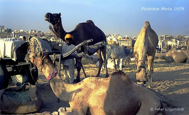 Stolz präsentiert ein rajasthanischer Bauer sein prächtiges Kamel.