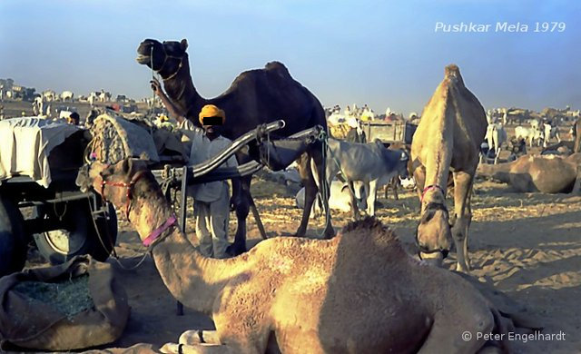 Stolz präsentiert ein rajasthanischer Bauer sein prächtiges Kamel. Stolz präsentiert ein rajasthanischer Bauer sein prächtiges Kamel.
