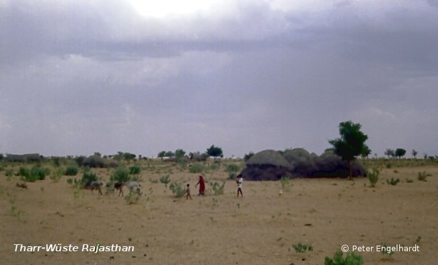 Aufnahme aus einem fahrenden Zug in der rajasthanischen Wüste Thar. Armliches Gehöft samt Bauernfamile und ihren drei Rindern.