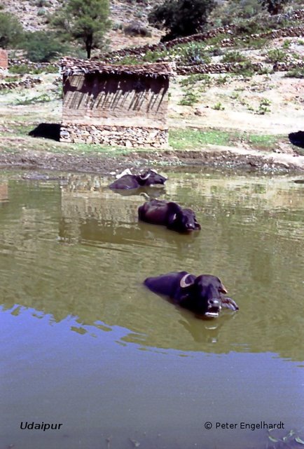 Drei Wasserbüffel baden im See von Udaipur in Indien.