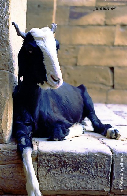 Eine Ziege mit bläulichem Fell liegt in den Ruinen von Jaisalmer.