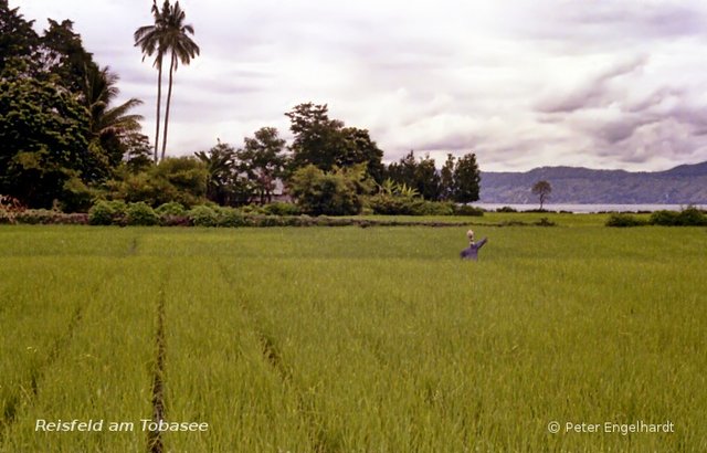 Reisfeld mit Vogelscheuche am Tobasee