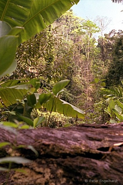 Dschungelpfad auf Langkawi
