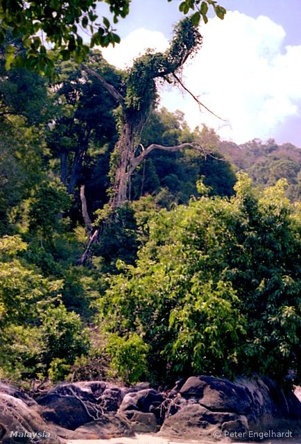 Auf Pfaden durch den Küstendschungel zum Wasserfall Seven Wells auf der Insel Langkawi