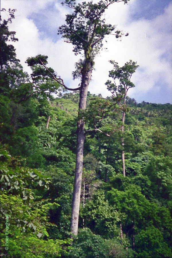 Dschungelbaum auf Mindoro