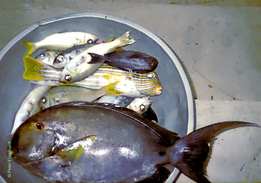 Frischer Tropen Fisch Mindoro