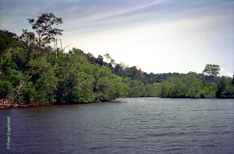 Mangroven bei Bato auf Palawan