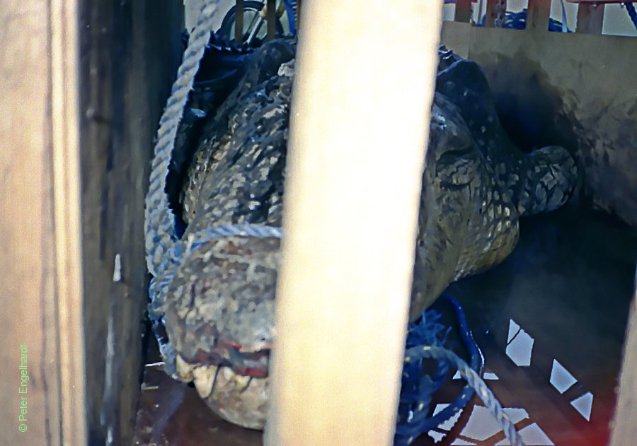 Nahaufnahme Krokodil