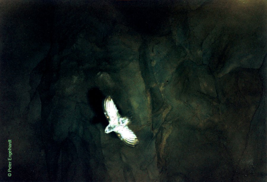 St. Paul Cave Höhlenvogel