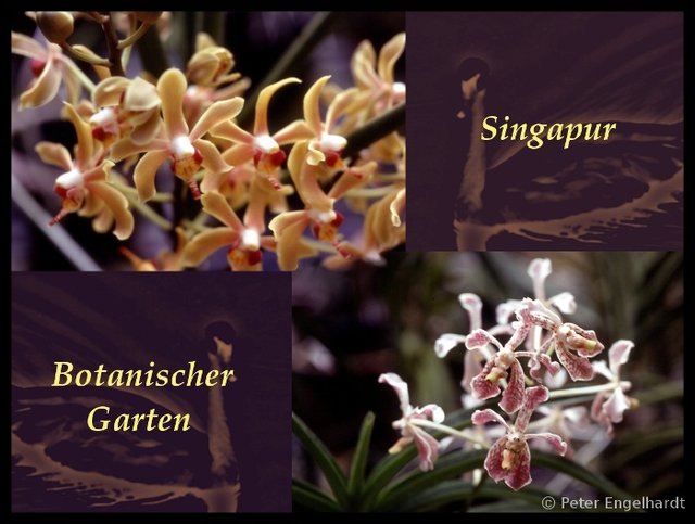 Botanischer Garten Singapur