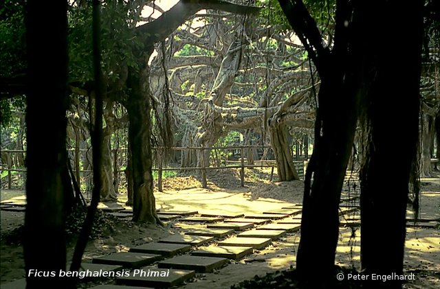 Ficus benghalensis Phimai Thailand