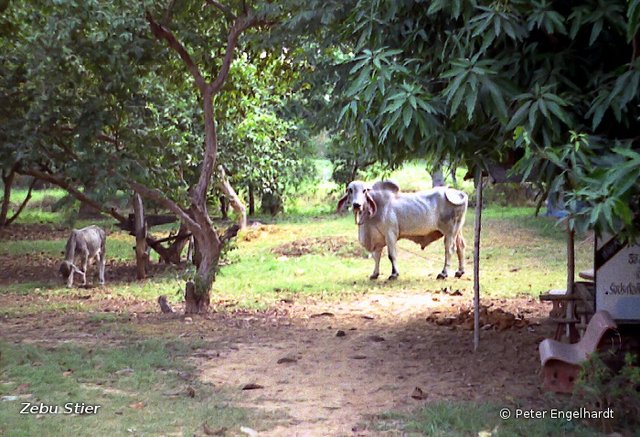 Ein großer Zebu-Stier